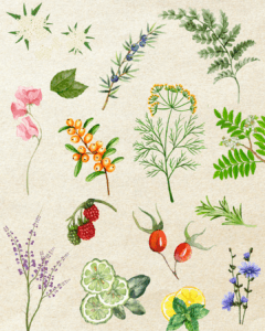 Gin Botanicals