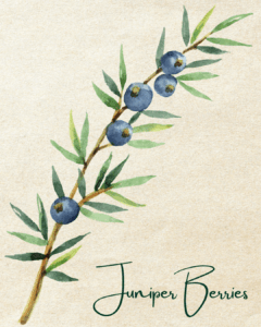 Drawing of juniper berries.