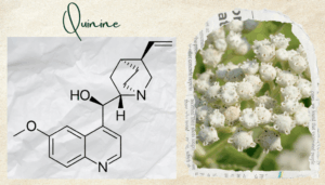 Quinine formula on the left and on the right the quinine plant