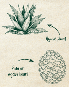 Agave plant and the heart of an agave plant